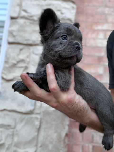 AKC FRENCH BULLDOG PUPPYS - Sale or Trade!!