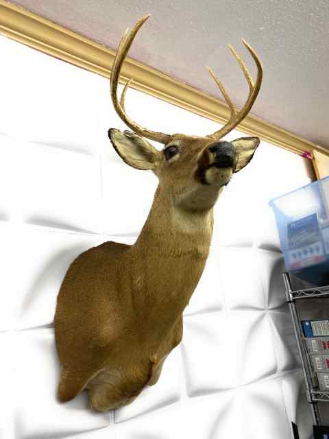 White Tailed Deer Buck 6 Pt. 13 Inch Spread