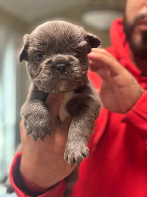 Frenchies