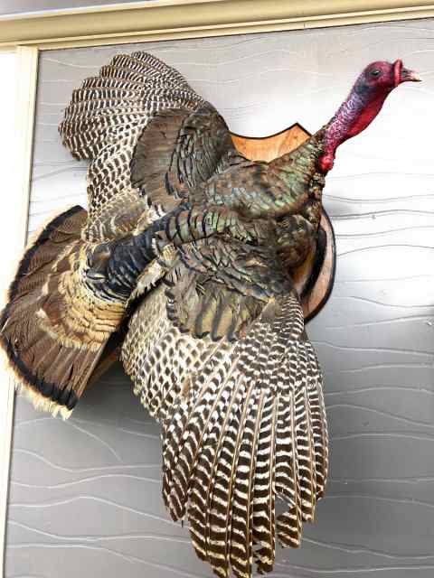 Giant Mounted Taxidermy Turkey