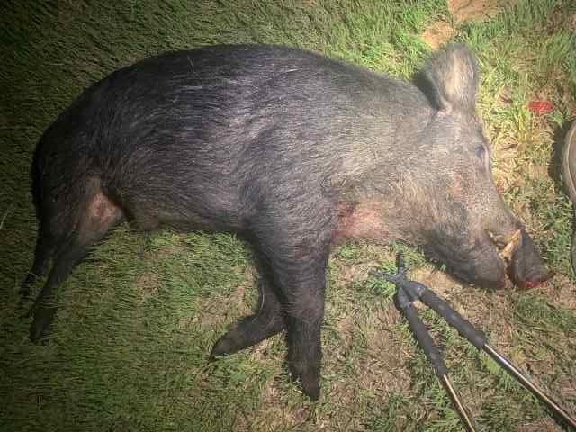 Thermal Hog Hunts 1 hr N of Denton 